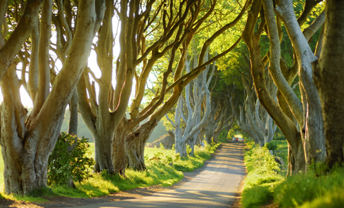 Dark Hedges